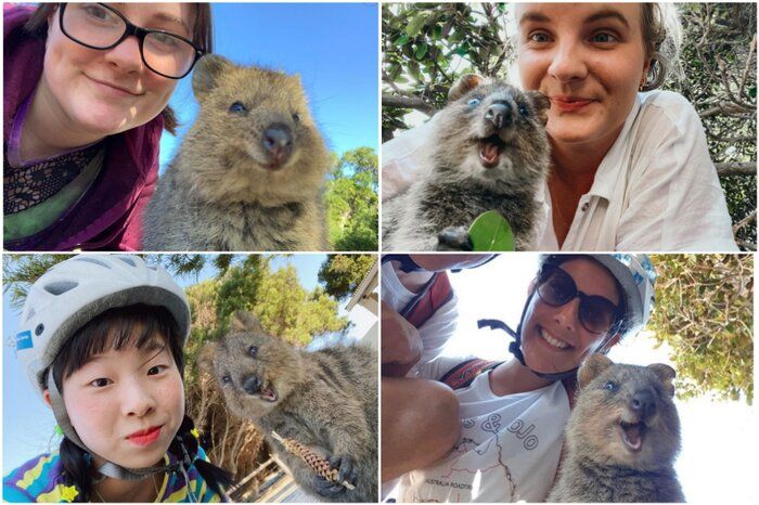 Para turis ber-selfie dengan quokka sambil tersenyum.