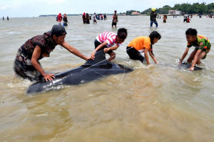 Warga Desa Modung Bangkalan Madura menarik Paus Pilot ke tepi pantai