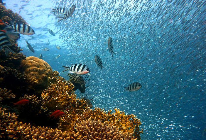 IlustrasibTerumbu karang/Pixabay