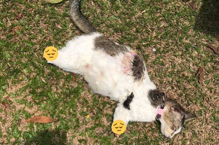 Netizen Malaysia Meradang, Viral Foto Kucing Hamil Ditemukan Mati 