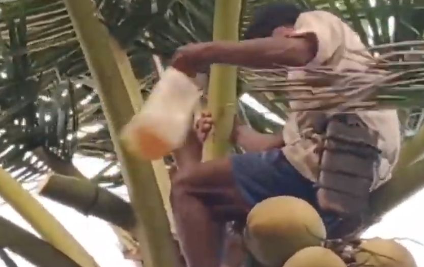Penyadap gula kelapa saat sedang memasang tempat dimanggar kelapa, mereka bila memasang pagi hari sorenya diambil/