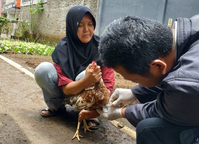 Seorang petugas Dispangtan Kota Cimahi sedang menyuntikkan vaksin flu burung beberapa waktu lalu./Laksmi Sri Sundari/Galamedia
