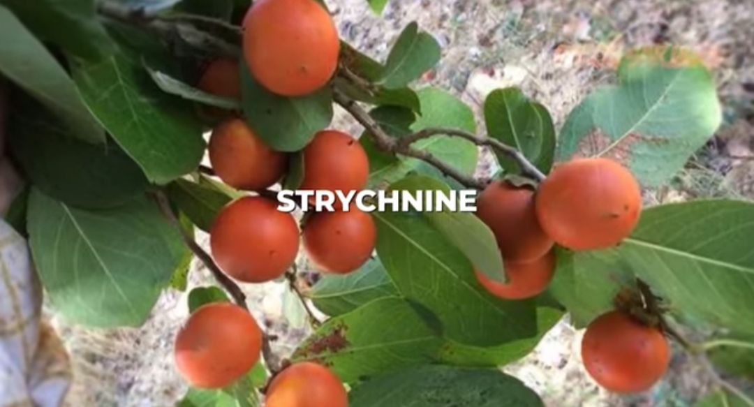 buah strychnine