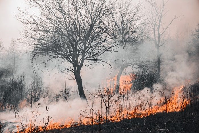 Ilustrasi kebakaran hutan. 