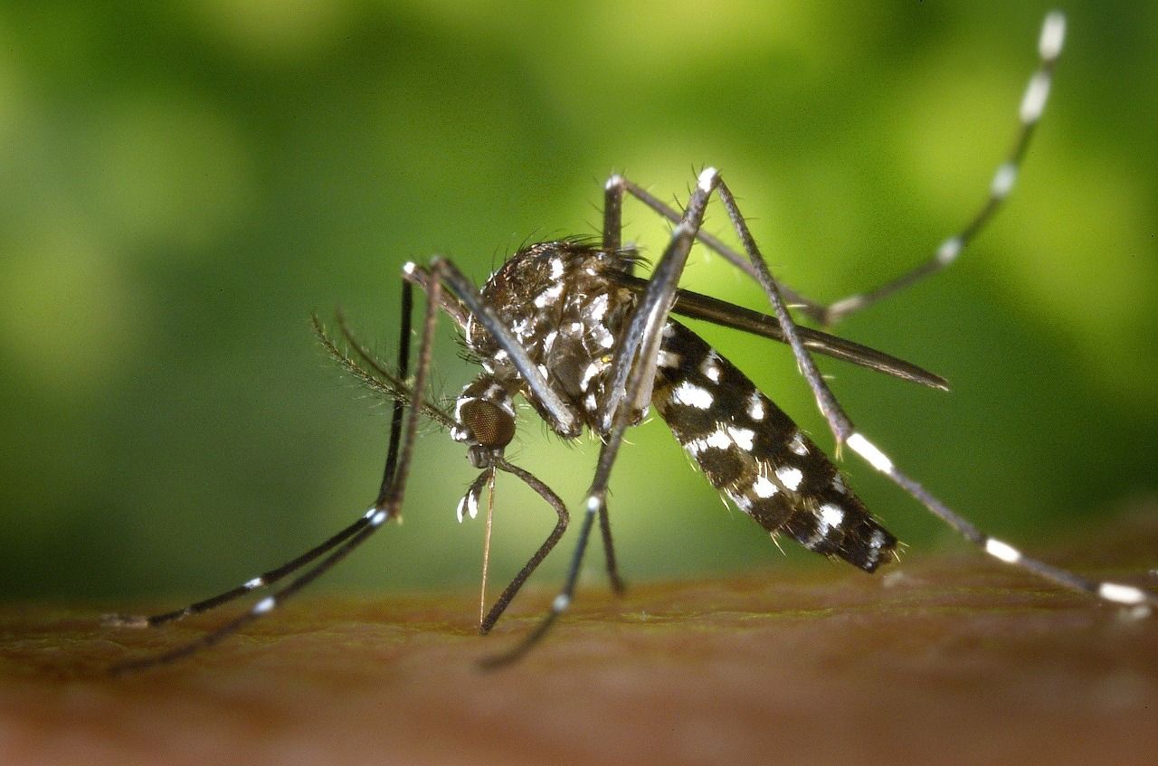 Contoh hewan yang mengalami metamorfosis sempurna adalah nyamuk
