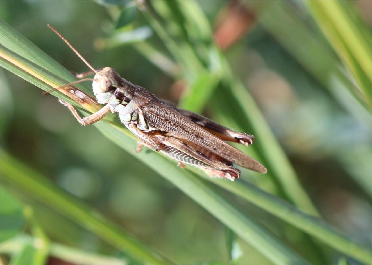 Contoh hewan yang mengalami siklus metamorfosis tidak sempurna adalah belalang