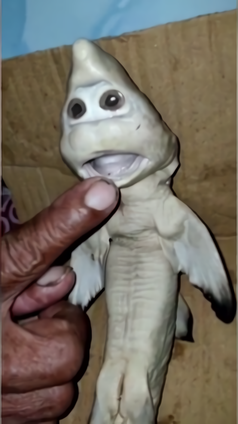 Seekor anak ikan hiu berwajah manusia ditemukan di NTT oleh seorang nelayan.