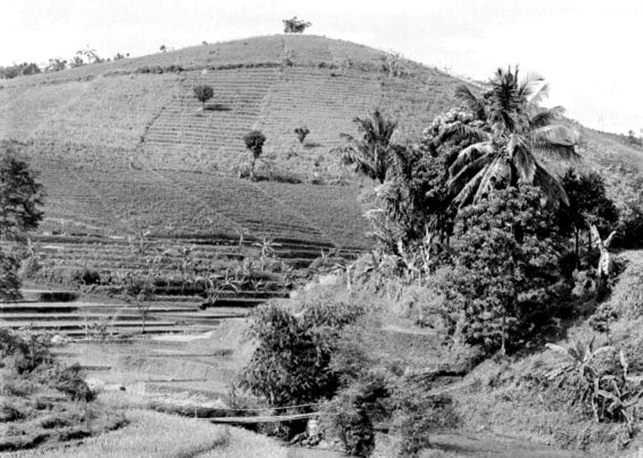 Kultur menanam singkong di Tanjungsari, Sumedang tahun 1950, dimana sampai kini dikenal sebagai sentra produksi peuyeum di Ciayunan                      