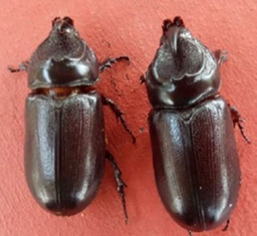 Badak kumbang Tahap