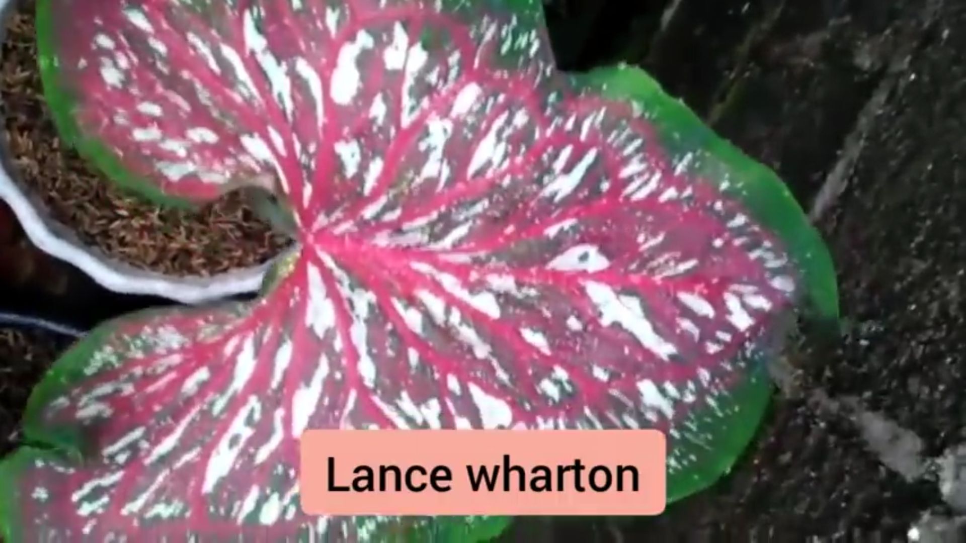 Lance Wharton