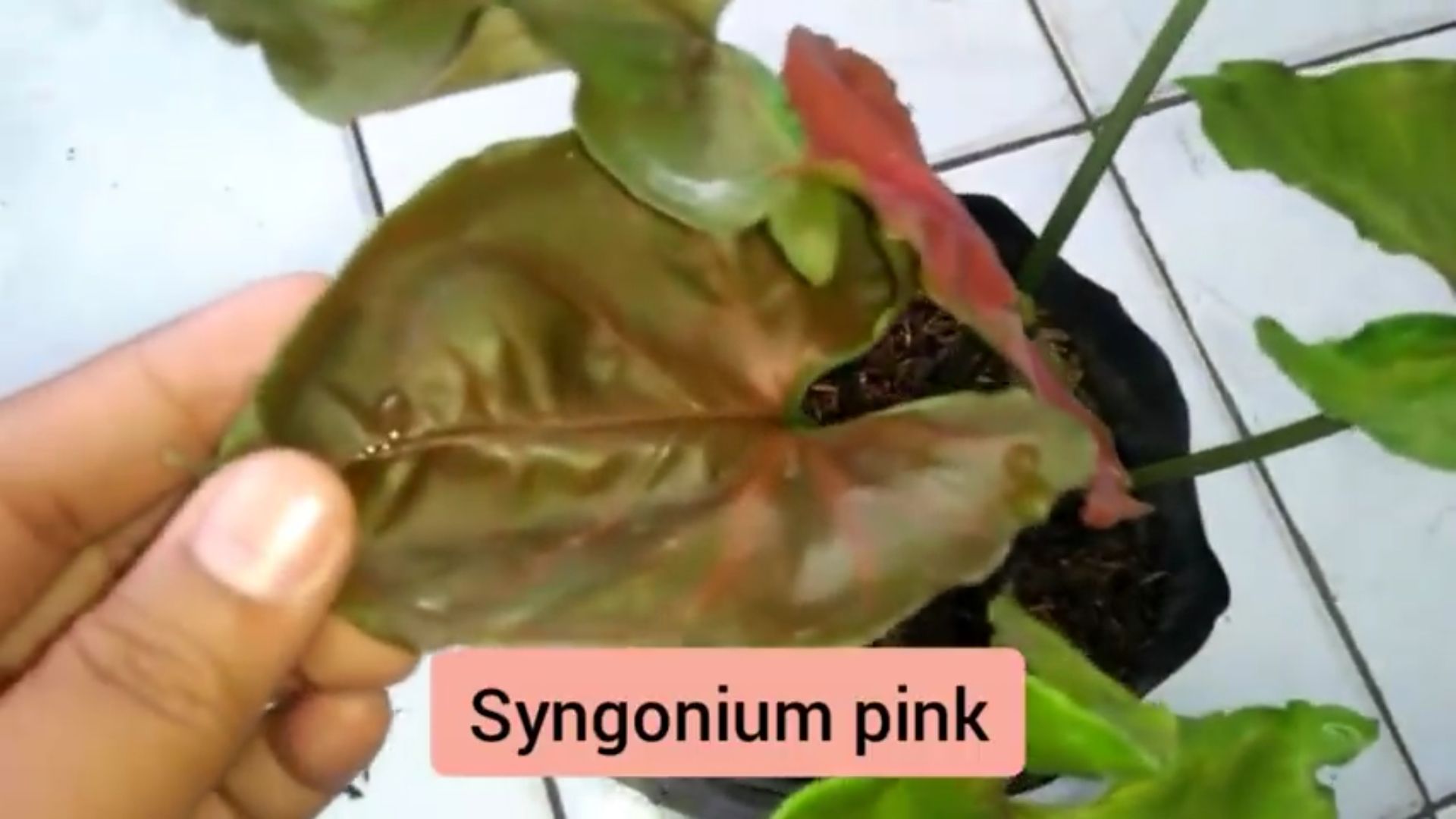 Syngonium Pink