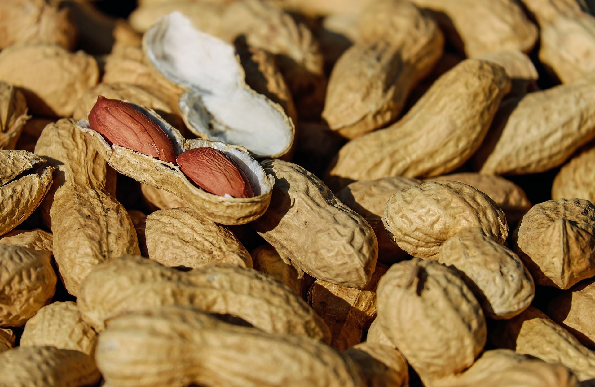 manfaat kacang tanah untuk kesehatan