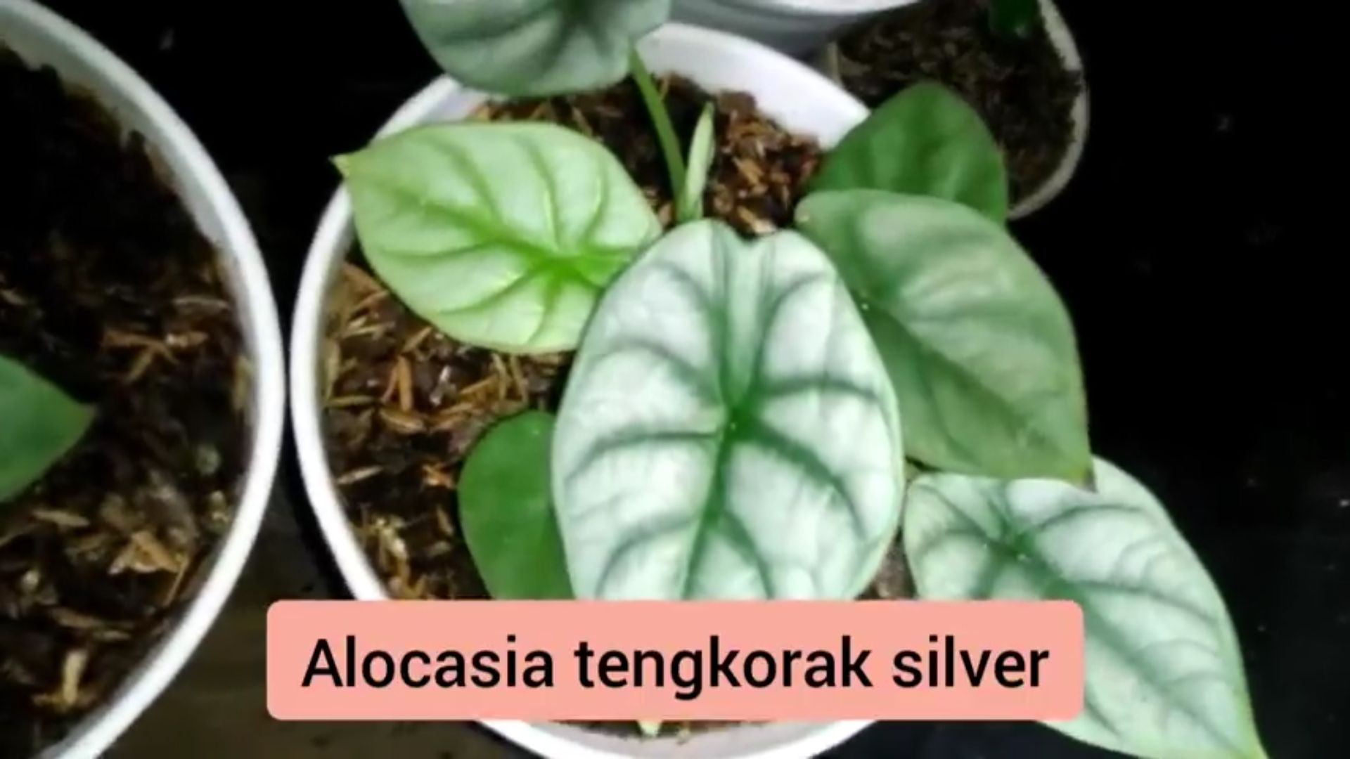 Alocasia tengkorak silver