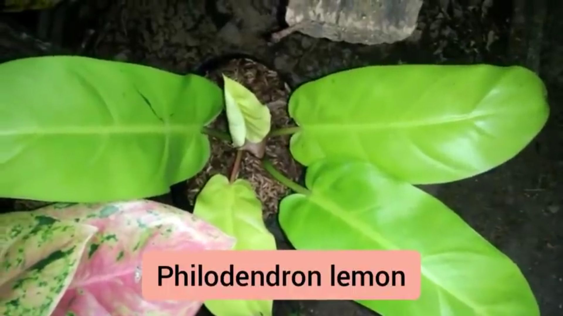 Tangkapan layar Philodendron Lemon