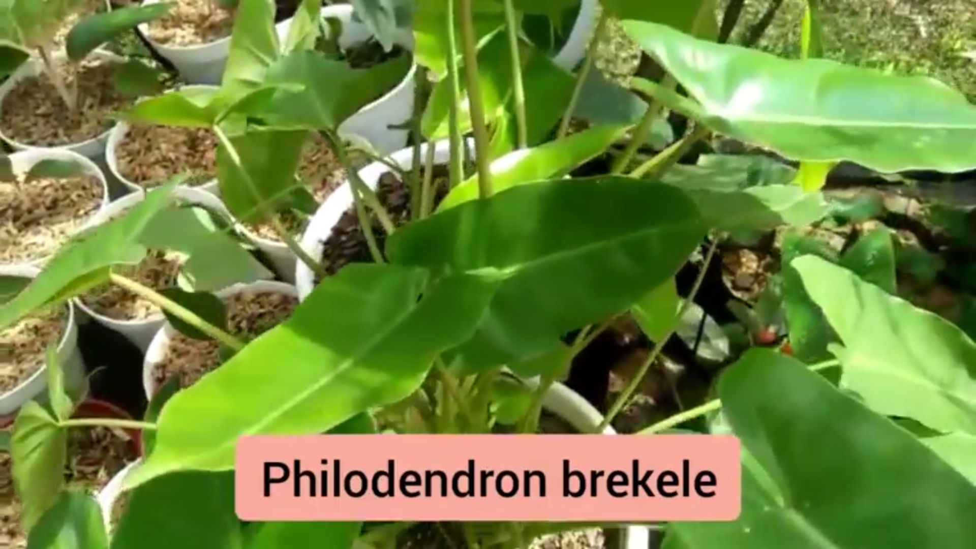 Philodendron brekele