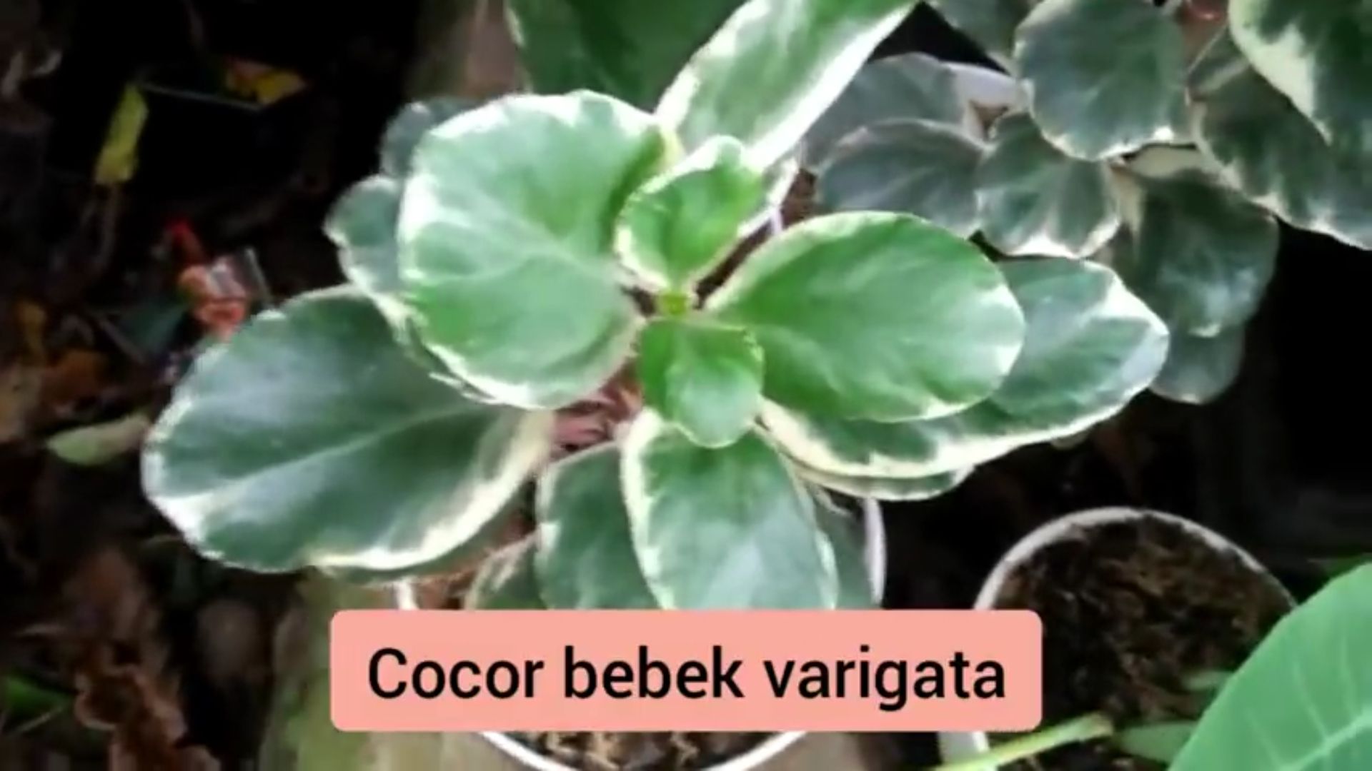 Cocor bebek Varigata