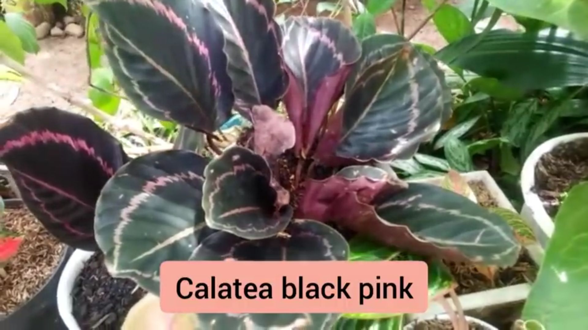 Calathea Black Pink