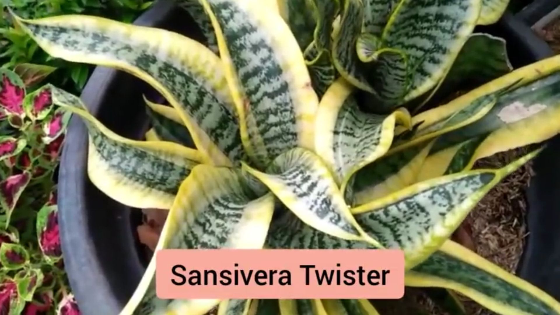 Sansivera Twister