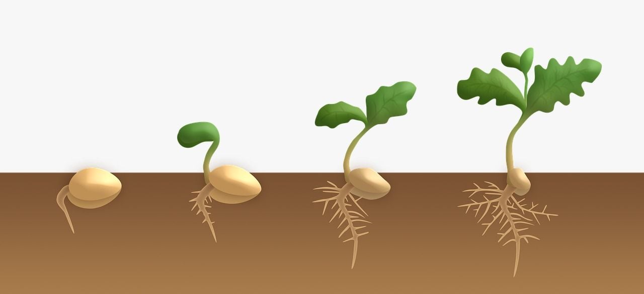 video pertumbuhan dan perkembangan tumbuhan