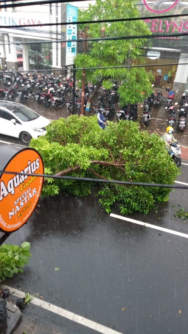 Sebuah pohon tumbang di depan tempat kursus Bahasa Inggris EF Kotabaru Yogyakarta pada Rabu siang jam 14.00 WIB 3 Maret 2021. Foto: Antonia Budi