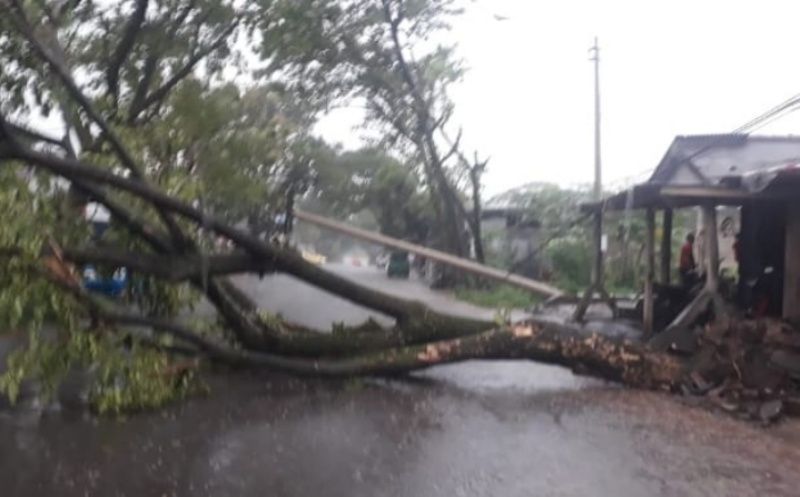 Hujan deras disertai angin kencang yang menerjang kawasan Kampung Sinagar, Desa Bojong, Kecamatan Karangtengah, Kabupaten Cianjur, Jawa Barat mengakibatkan sejumlah pohon dan tiang listrik tumbang, Kamis 4 Maret 2021 petang.