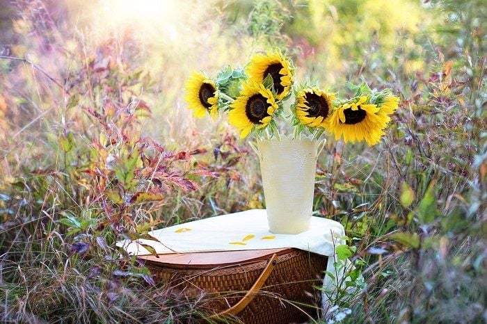 Ilustrasi. Bunga matahari dipercaya dapat menciptakan ketentraman dan keharmonisan keluarga