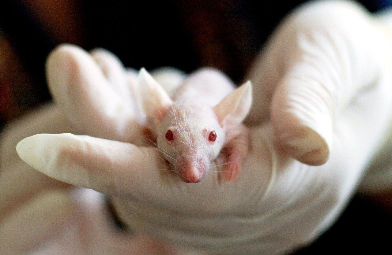 Ilustasi tikus merupakan hewan percobaan untuk mengetahui jaringan hewan