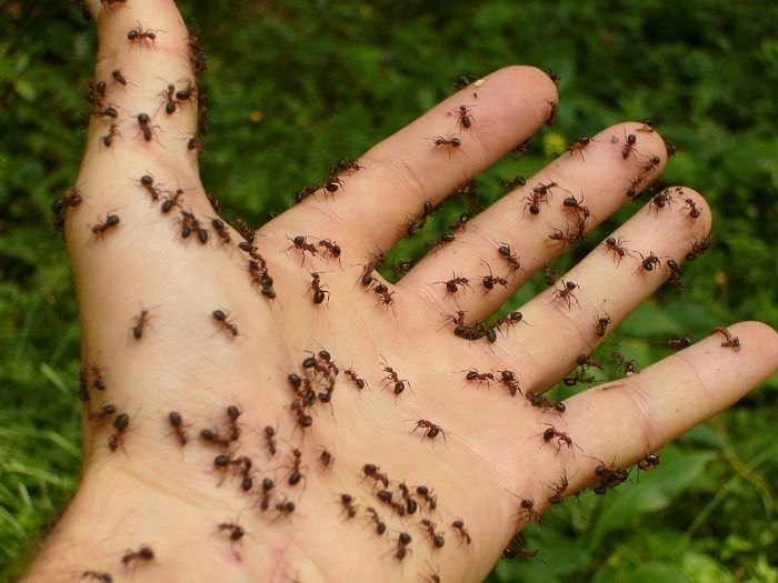 Ilustrasi: semut di fangan. Semut termasuk salah satu hewan terkuat di dunia meski kecil tubuhnya.