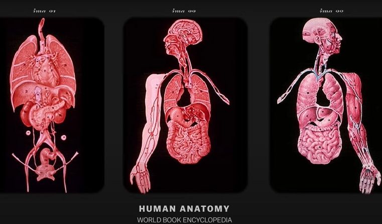 Gambar Anatomi manusia yang dikirim dalam Piringan Emas di Voyager oleh tim Carl Sagan