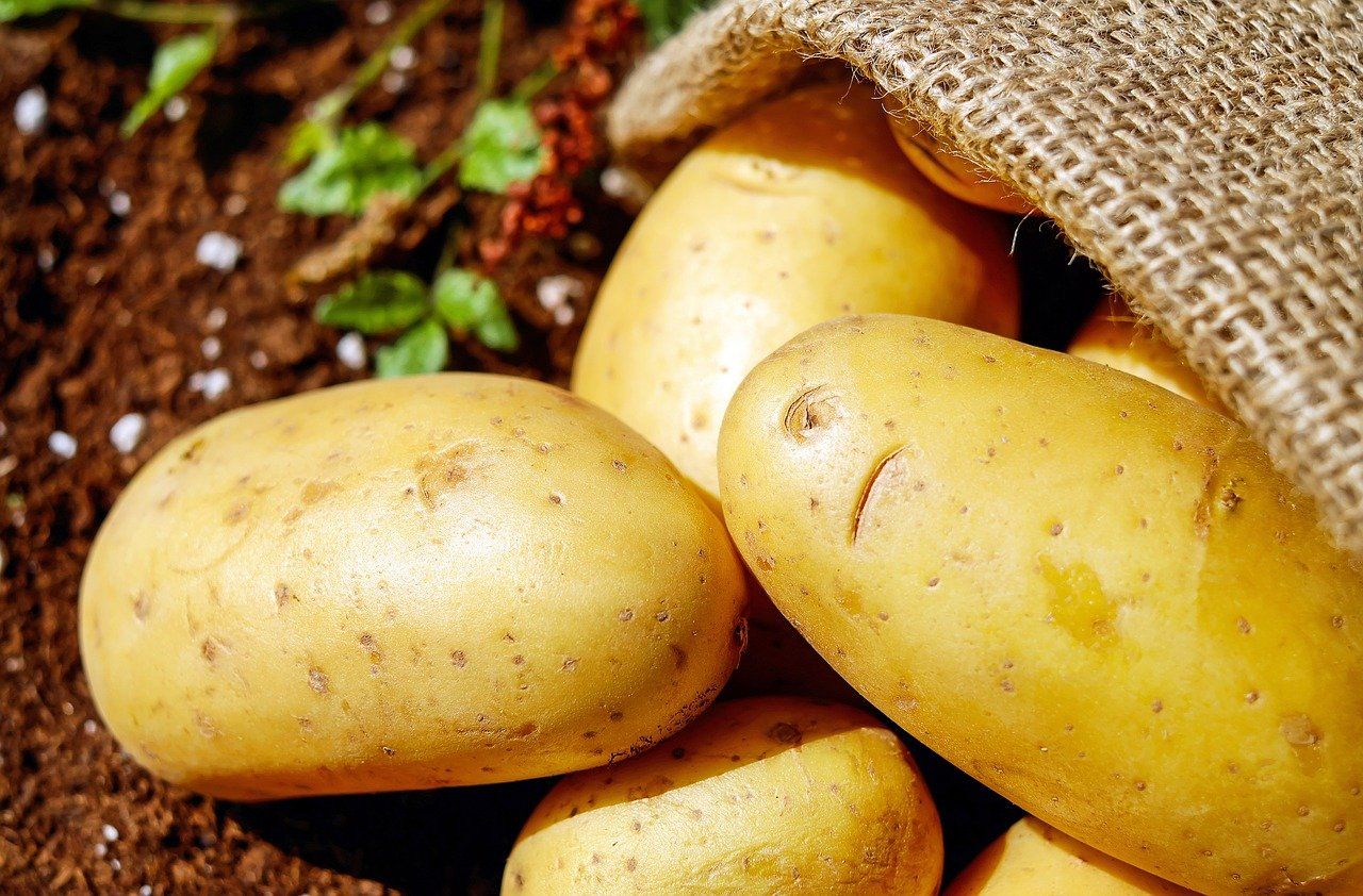 Ilustrasi kentang.