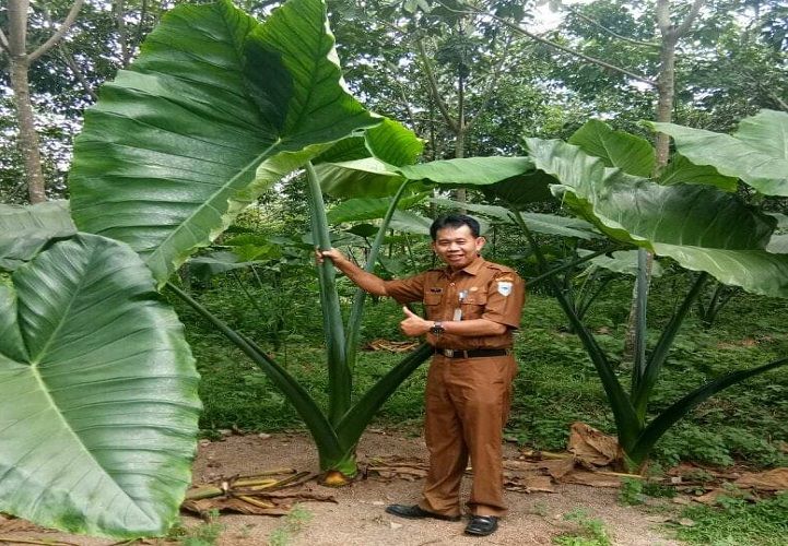 Kepala Dinas Ketahanan Pangan Kabupaten Pandeglang, Mohammad Amri memperlihatkan tanaman talas beneng.