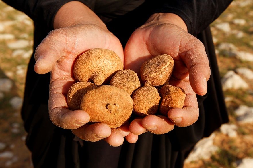 Jamur Truffles diperlihatkan yang dihasilan dari gurun Samawa, Irak.