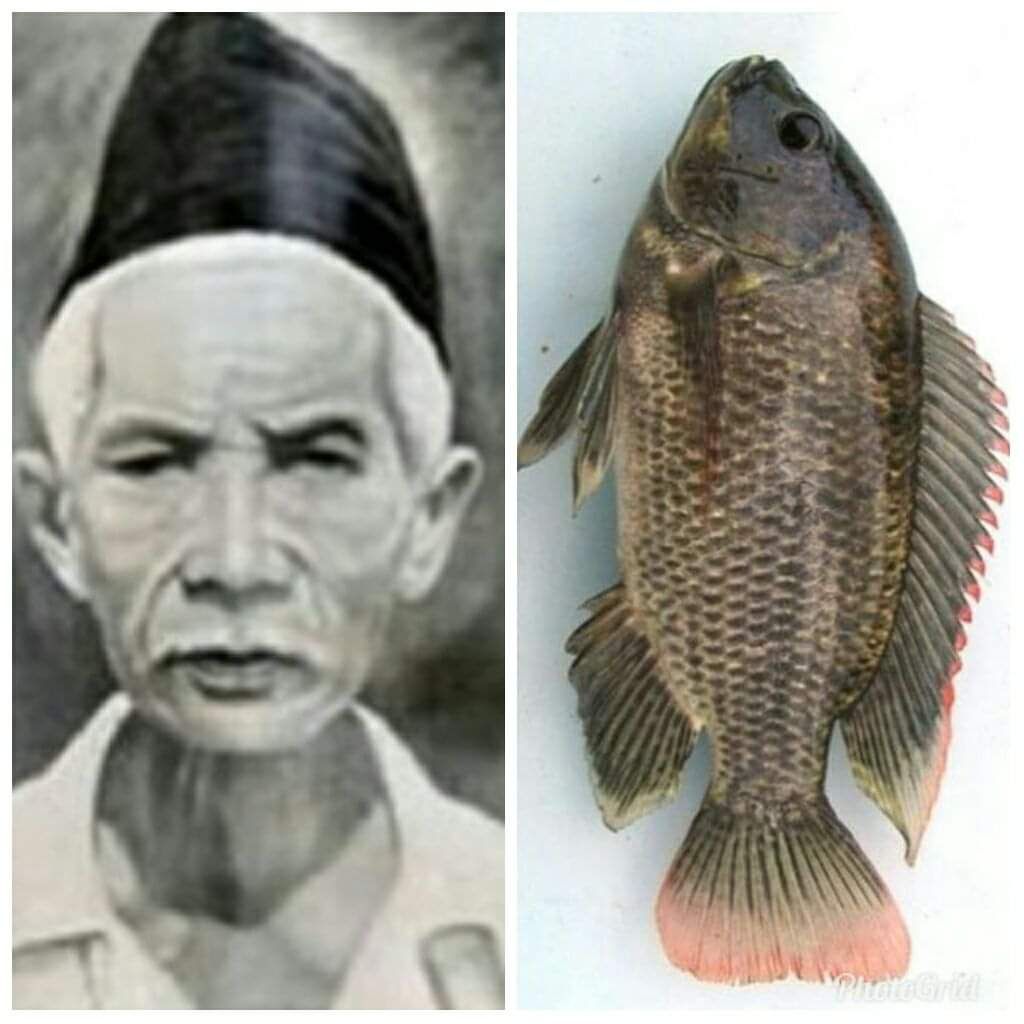 Mujair Fish