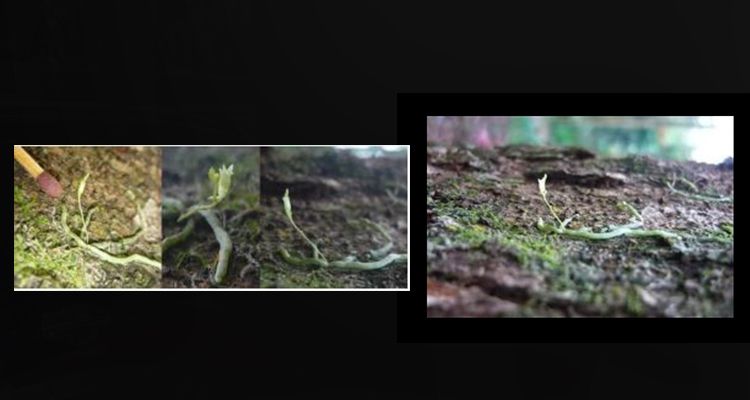 Akar dan bunga Taeniophyllum THRJ yang ditemukan pertama kali di Indonesia tepatnya Tahura Djuanda, Jawa Barat.