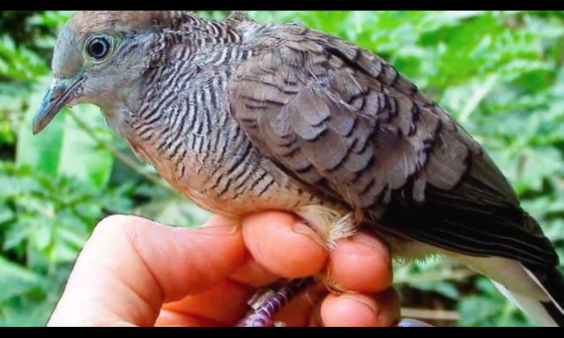 6 Burung Pembawa Keberuntungan dan Hoki Menurut Primbon Jawa, Segera  Dipelihara! - Portal Sulut