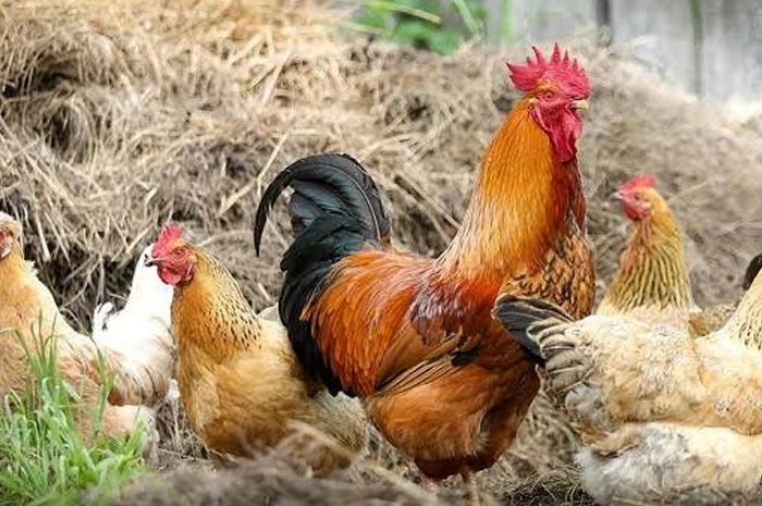 Makna 7 Peribahasa Indonesia Yang Menggunakan Kata Ayam Salah Satunya Seperti Ayam Makan Rumput Portal Pasuruan