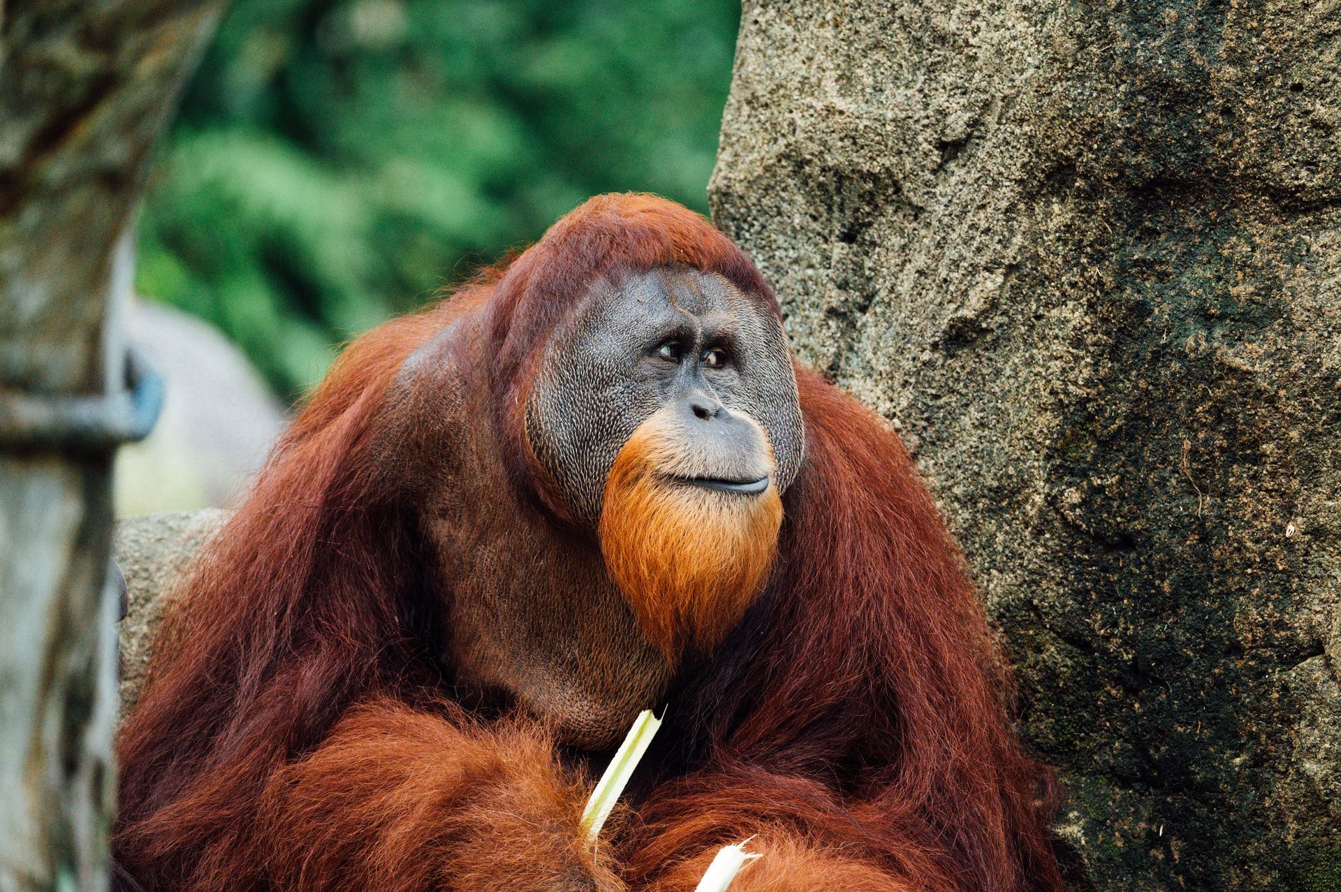 Spesies orangutan Tapanuli kini keberadaannya kian terancam, sehingga pegiat lingkungan dan UGM menggelar acara guna edukasi terhadap kelangsungan hidup satwa ini.// unsplash.com/ CHUTTERSNAP
