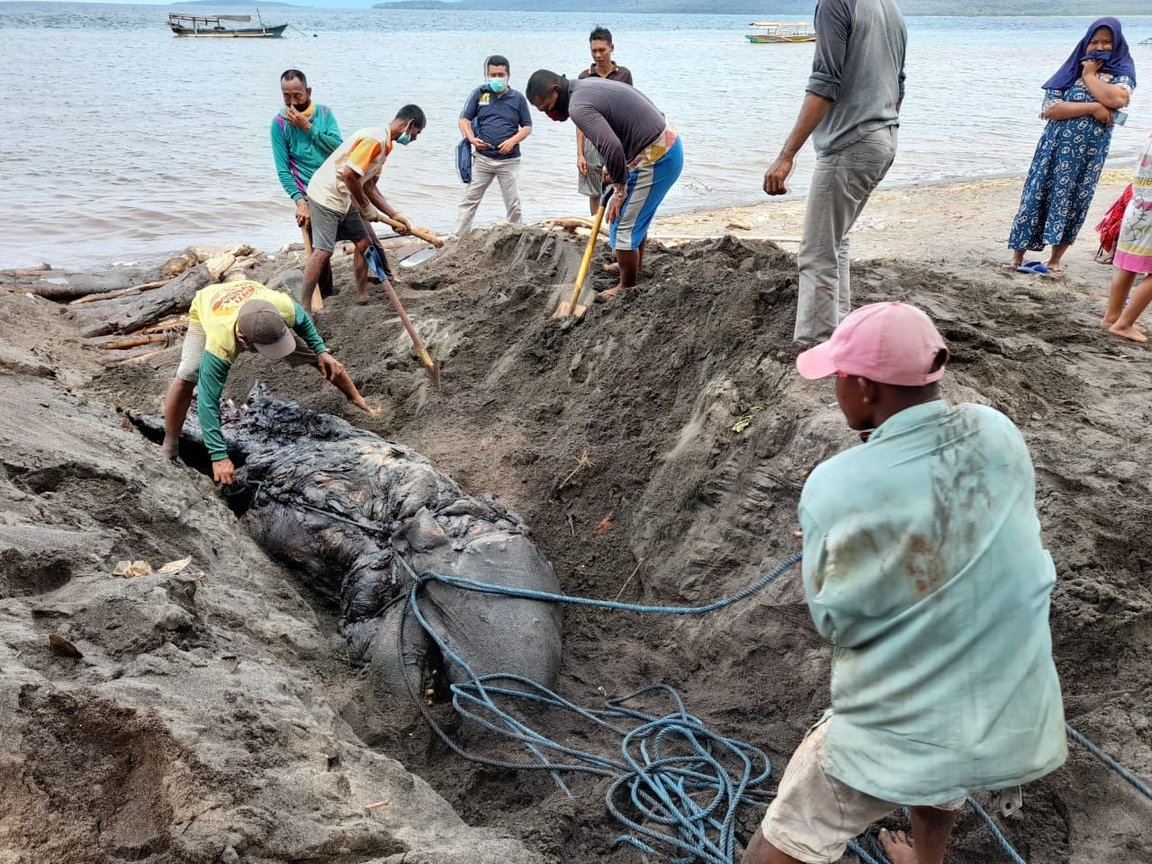 Penguburan ikan paus yang terdampar di Banyuwangi, Minggu 4 April 2021, dok Kementerian Kelautan dan Perikanan