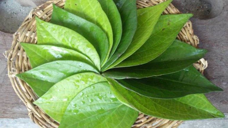 betel leaf//indiatoday.in