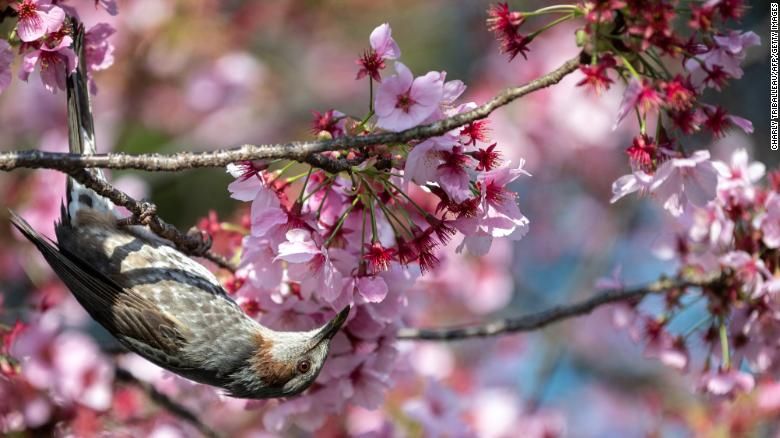 Seekor burung yang bertengger di dahan bunga sakura di sebuah taman di Tokyo, Jepang, pada tanggal 23 Maret.