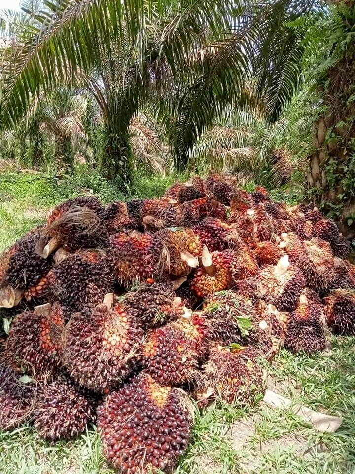 Tandan Buah Segar Kelapa Sawit. UPDATE: Harga Rata-rata TBS Kelapa Sawit Bangka 1 - 28 Februari 2023 di Bangka Belitung