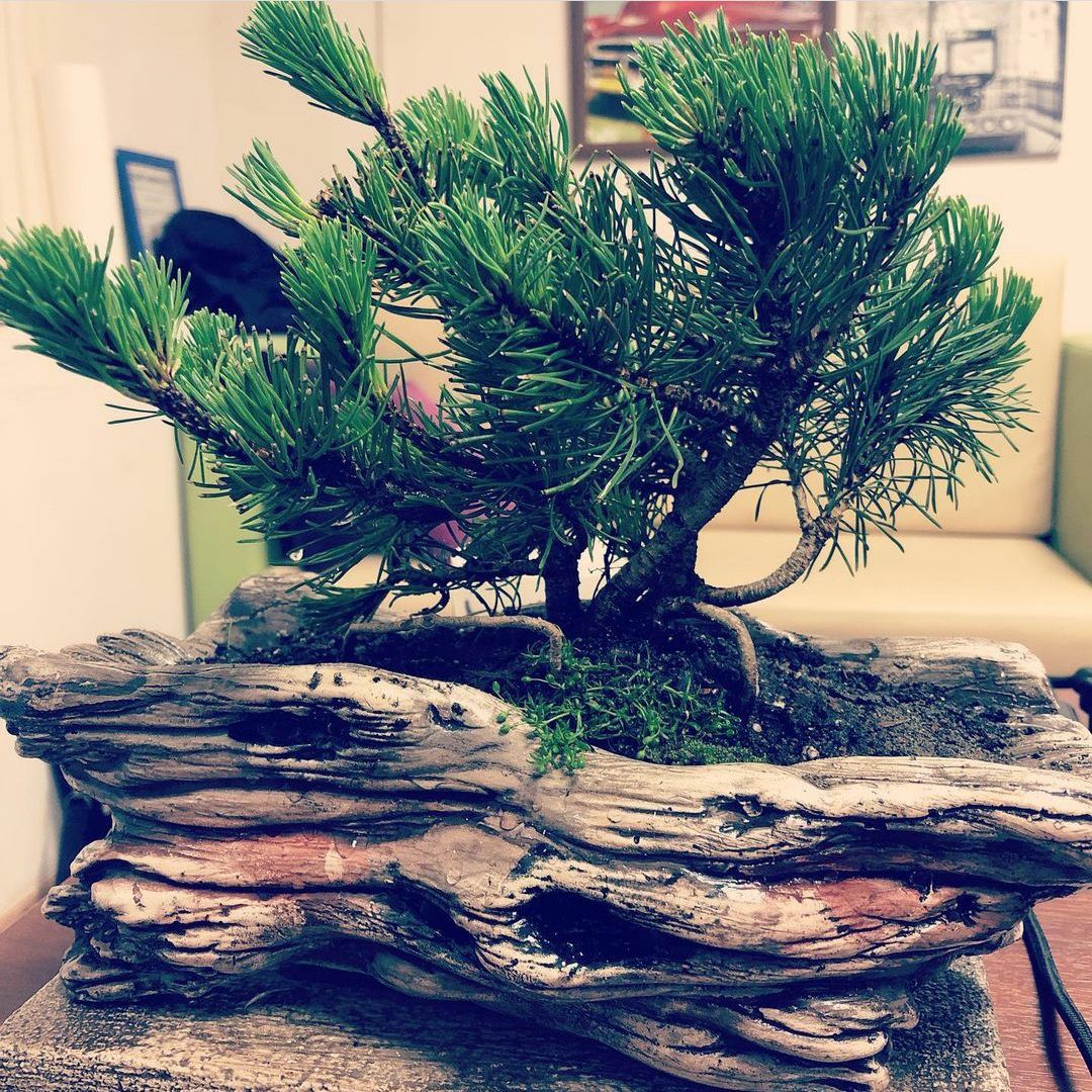 Salah satu jenis Pine Bonsai, tanaman ini adalah hasil seni budidaya dalam mengubah pohon biasa menjadi kerdil dan menempatkan dalam pot. Kesabaran dengan teknik khusus selama 10 tahun dan biaya perawatan yang sangat malah membuat tanaman ini berharga sangat mahal.