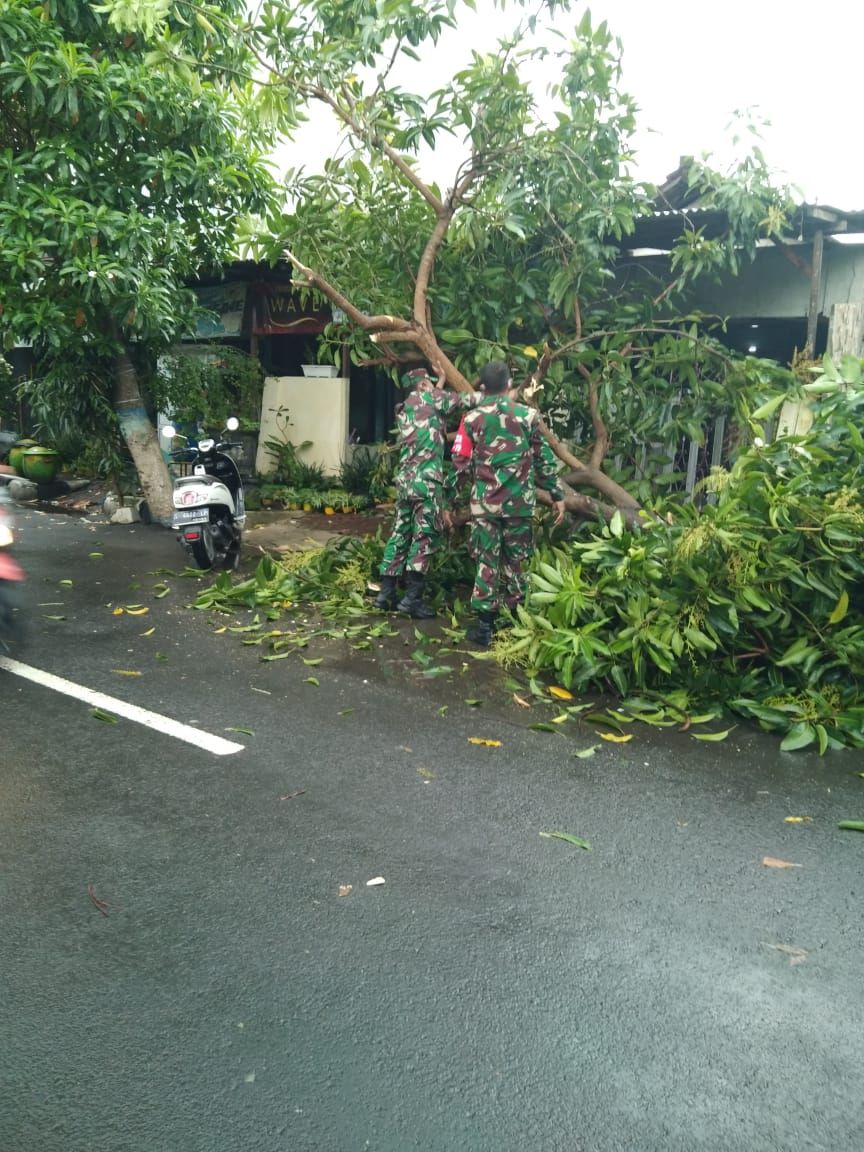  Pohon  Tumbang Di  Depan  Rumah  Warga Dengan Sigap Babinsa 