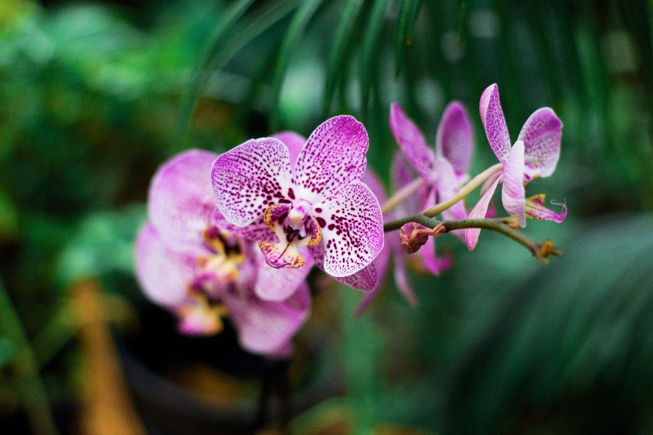 Shenzhen Nongke Orchid/