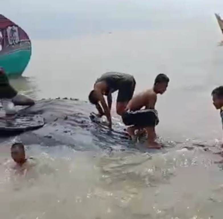 Heboh Ikan Paus Raksasa Terdampar Di Pantai Bungko Kepetakan Kabupaten Cirebon Cirebon Raya