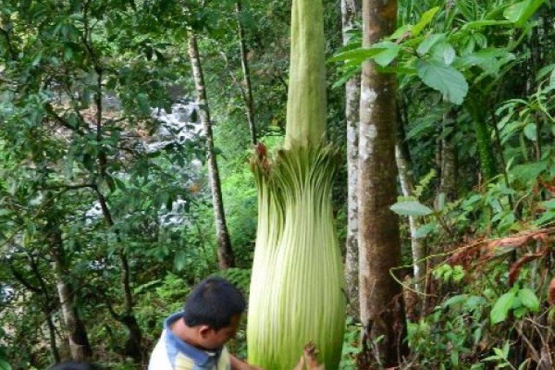 Bunga Bangkai (Amorphophallus titanum) yang masih kuncup ditemukan di Jorong Timbulun Nagari Lubuak Gadang Kecamatan Sangir Kabupaten Solok Selatan dengan tinggi sekitar tiga meter dan 555 meter dari permukaan laut. 