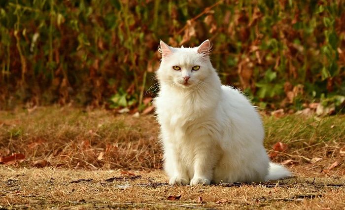 5 Alasan Kucing Suka Menjilat dan Menggigit Tangan Pemiliknya 