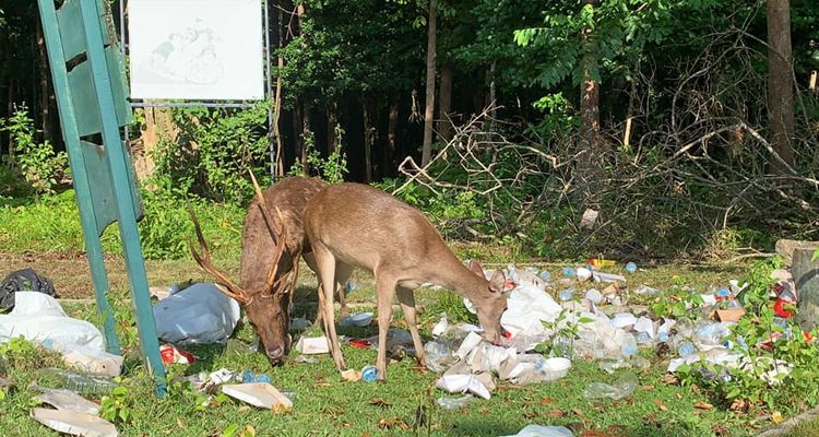 Kondisi Taman Wisata Alam Pangandaran dipenuhi sampah yang berserakan dan jadi santapan hewan, Senin 19 April 2021