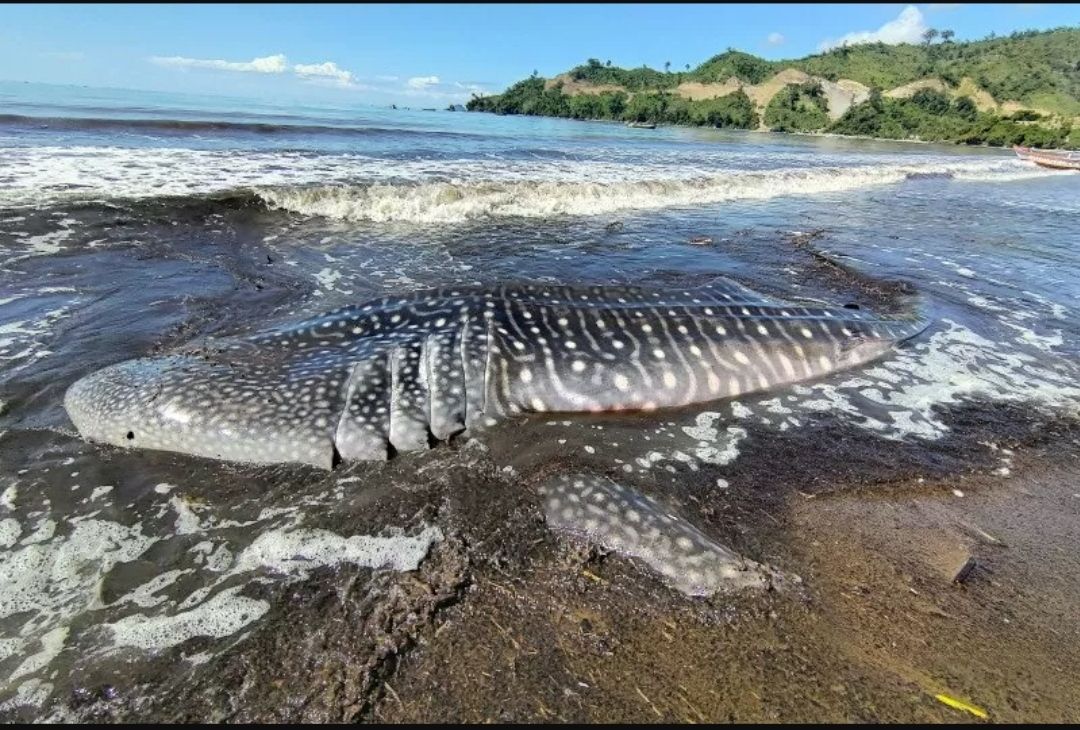 Seekor ikan hiu paus (Rhincodon typus) yang terdampar dan mati di tepi Pantai Bayeman, Tulungagung, Jawa Timur, Jumat (23/4/2021). ANTARAFOTO/Destyan Sujarwoko (ANTARA FOTO/Destyan Sujarwoko)