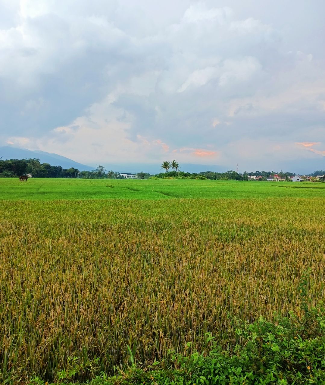 Pemandangan sawah diJalan Siranda Raya, Desa Bancaan, Kelurahan Pulutan, Kecamatan Sidorejo, Kota Salatiga, Jawa Tengah.